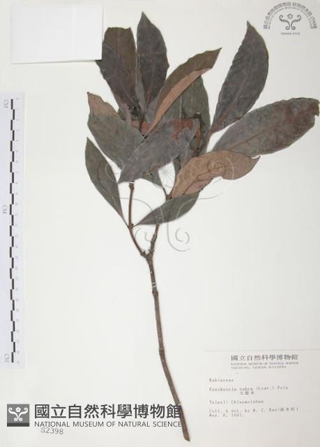 九節木、牛屎烏、青龍吐霧藏品圖，第1張