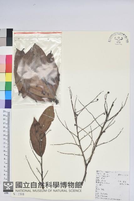 黃背越橘藏品圖，第1張