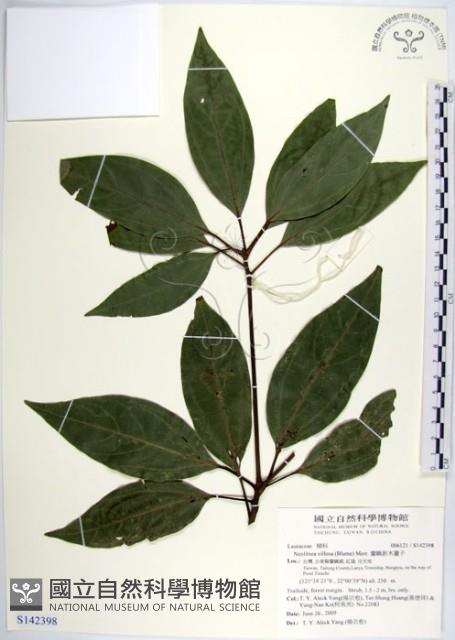 白新木薑子藏品圖，第1張