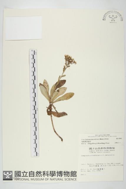 細葉假黃鵪菜藏品圖，第1張