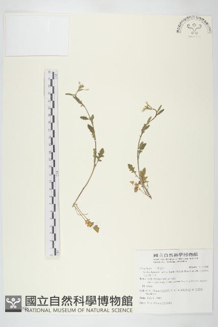 玉山筷子芥藏品圖，第1張