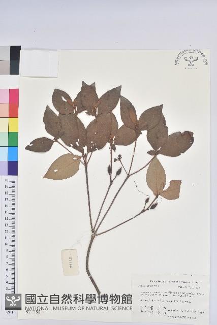 守城滿山紅、馬禮士杜鵑藏品圖，第1張