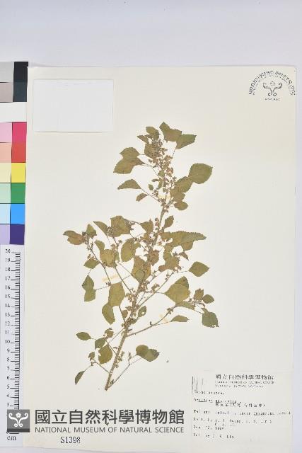 鐵莧菜藏品圖，第1張