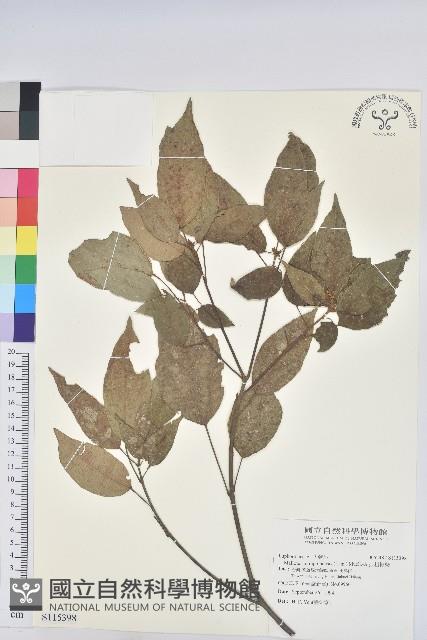 Kamala Tree, Monkey Face Tree Collection Image