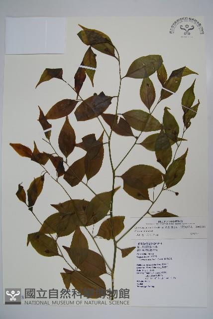 Accession Number:S065398 Collection Image, Figure 1, Total 2 Figures