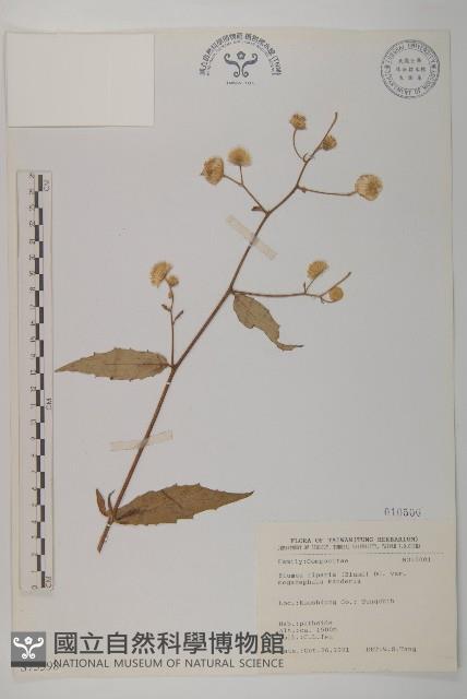 大頭艾納香藏品圖，第1張