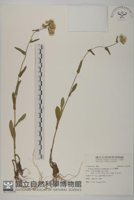 日本假蓬藏品圖，第1張