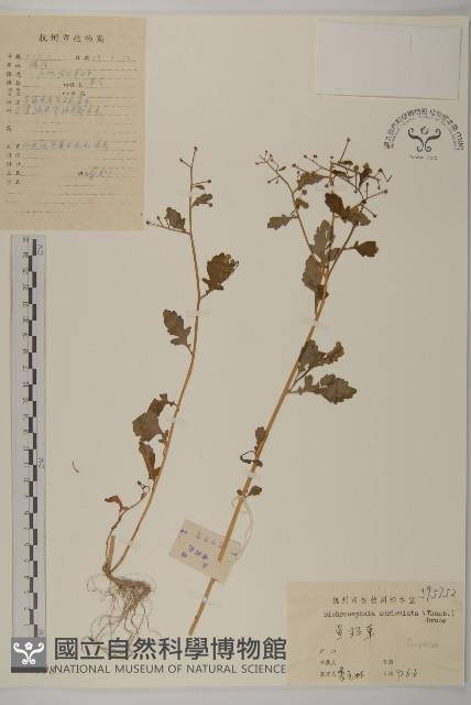 魚眼菊藏品圖，第1張