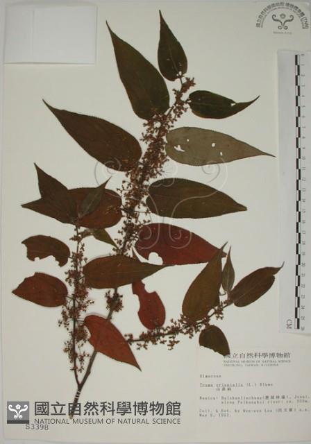 山黃麻藏品圖，第1張