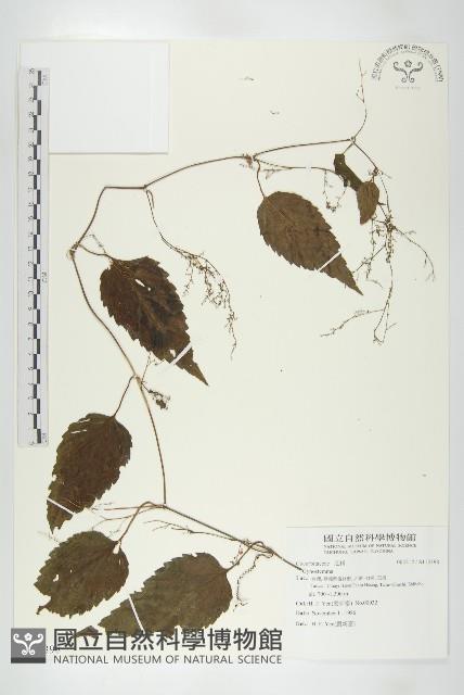 登錄號:S113398藏品圖，第1張