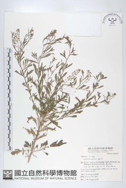 獨行菜藏品圖，第1張