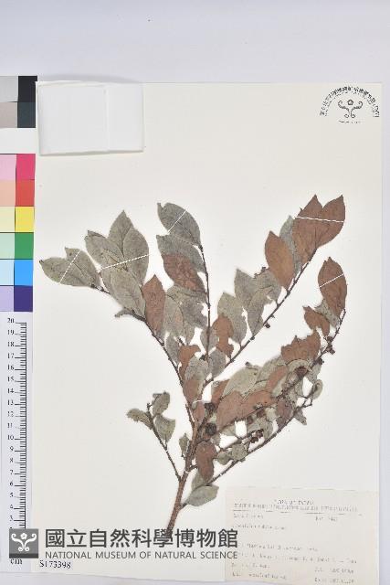 細葉饅頭果藏品圖，第1張