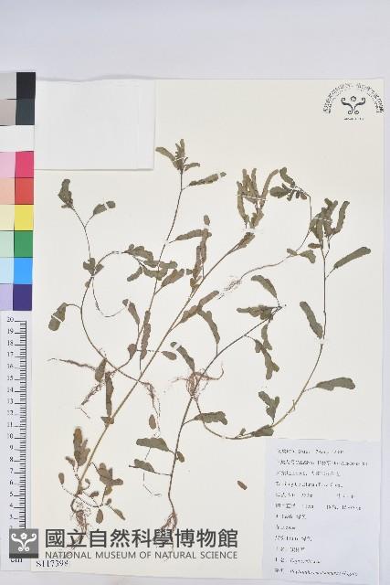 蜜柑草藏品圖，第1張