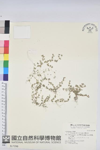 匐根大戟藏品圖，第1張