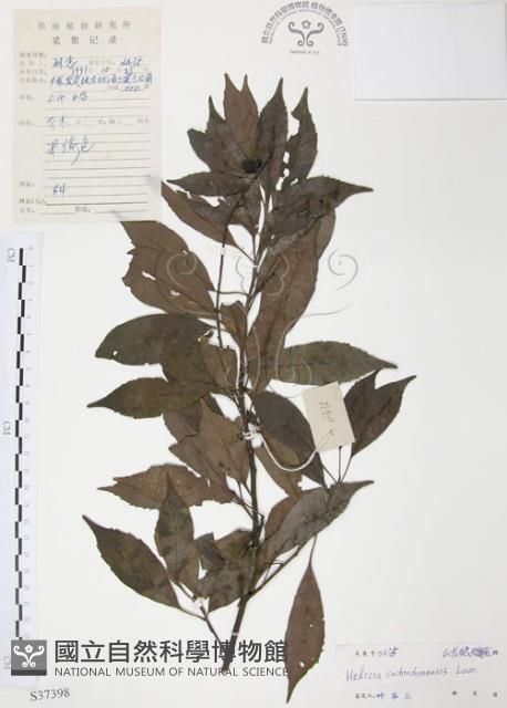 紅葉樹藏品圖，第1張