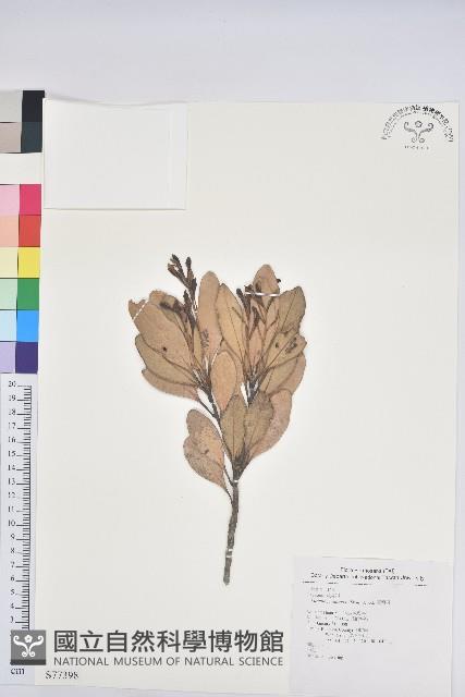 台灣石櫟藏品圖，第1張