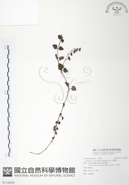 貧子水苦賈藏品圖，第1張