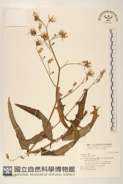 鵝仔草藏品圖，第1張
