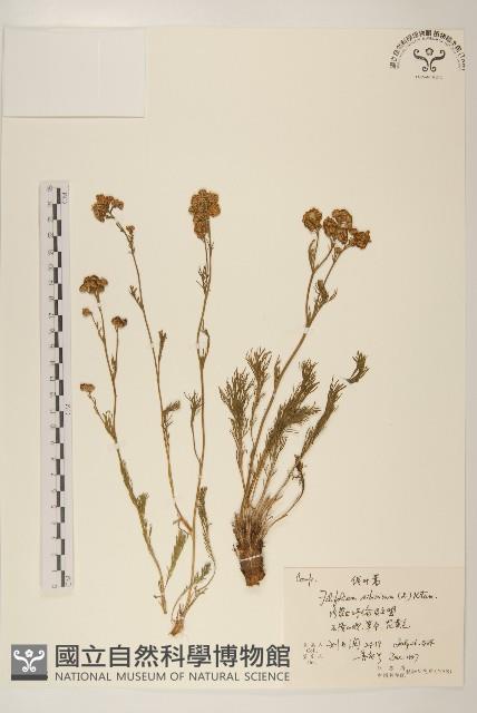 線葉菊藏品圖，第1張