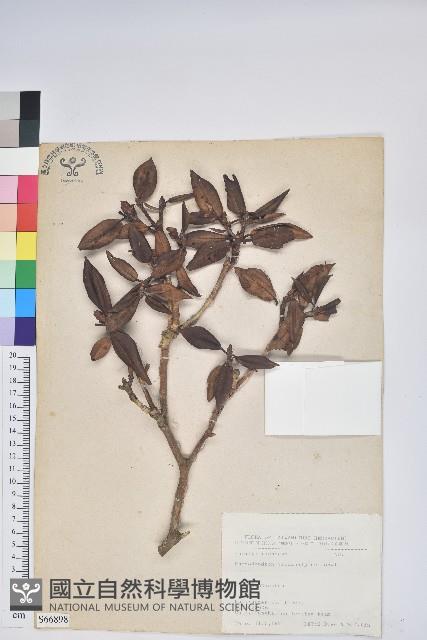 臺灣高山杜鵑藏品圖，第1張