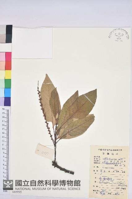 黧蒴栲藏品圖，第1張