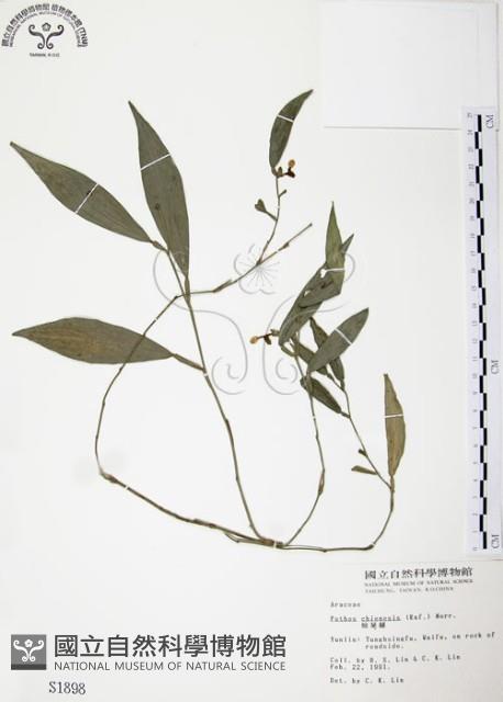 柚葉藤藏品圖，第1張