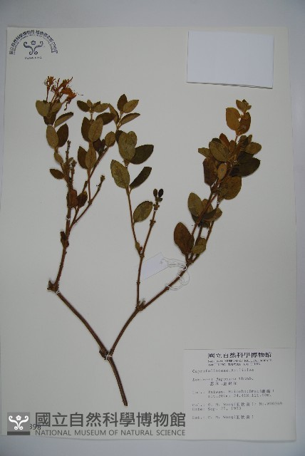 忍冬、金銀花藏品圖，第1張