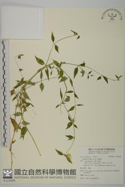 狗筋蔓藏品圖，第1張