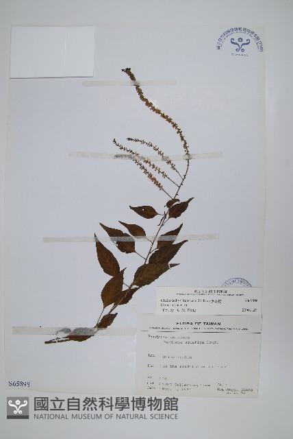 漿果莧藏品圖，第1張