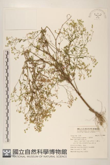 銀膠菊藏品圖，第1張