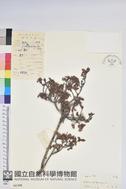 多姿杜鵑藏品圖，第1張