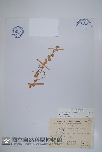 普刺特草藏品圖，第1張