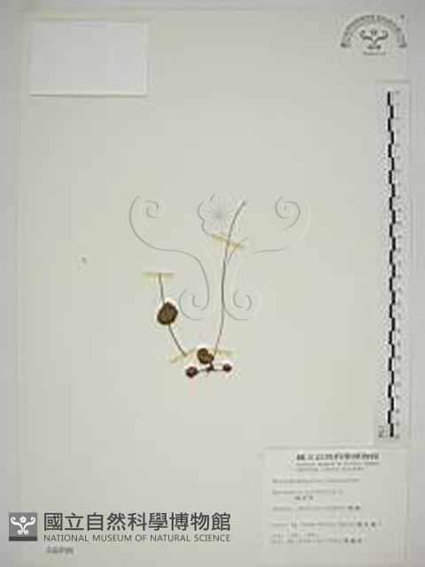 梅花草藏品圖，第1張