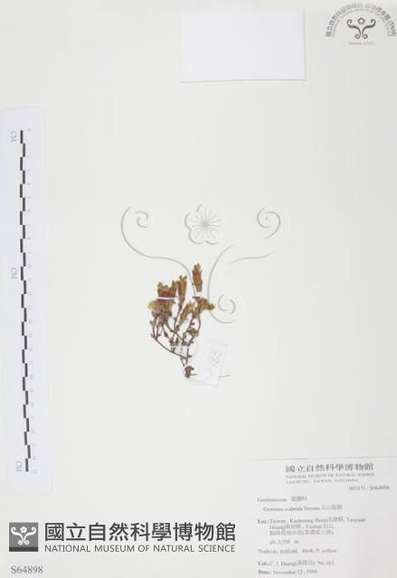 玉山龍膽藏品圖，第1張