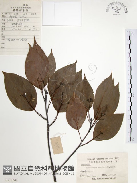 樟樹藏品圖，第1張