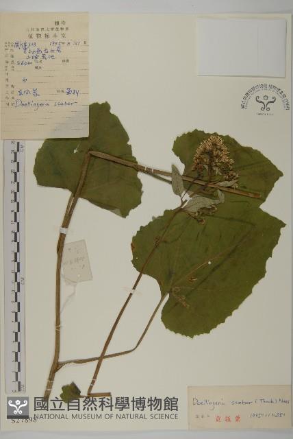 東風菜藏品圖，第1張