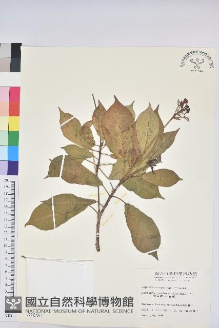 琴葉櫻藏品圖，第1張