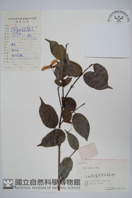 紫槭藏品圖，第1張