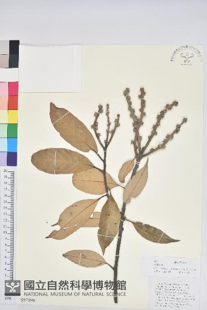 白穗石櫟藏品圖，第1張