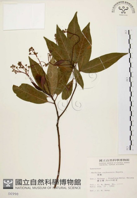 香楠藏品圖，第1張