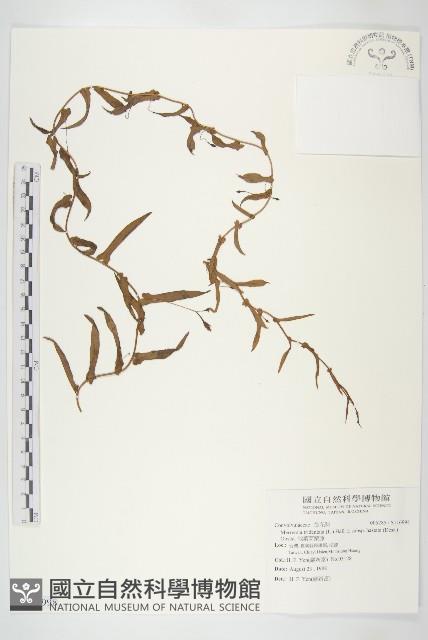 戟葉菜欒藤藏品圖，第1張