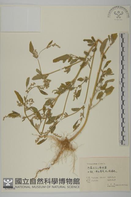 藜、灰藜藏品圖，第1張