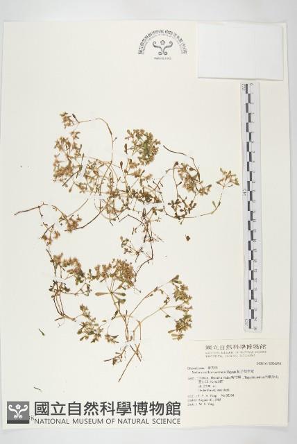 紅子佛甲草藏品圖，第1張