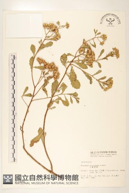 光梗闊苞菊藏品圖，第1張