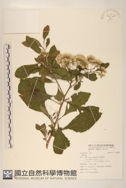 登錄號:S112998藏品圖，第1張