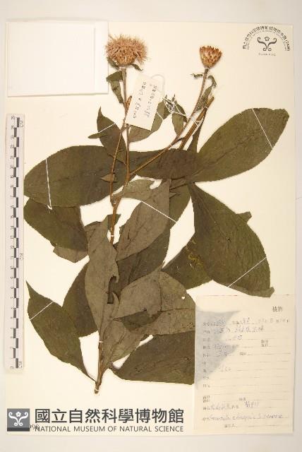 華麻花頭藏品圖，第1張