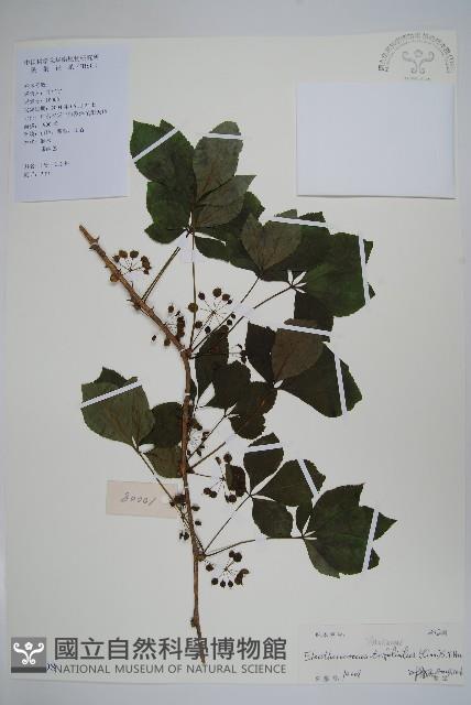 三葉五加藏品圖，第1張