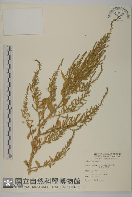 臭杏、土荊芥藏品圖，第1張