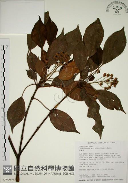 昆欄樹藏品圖，第1張