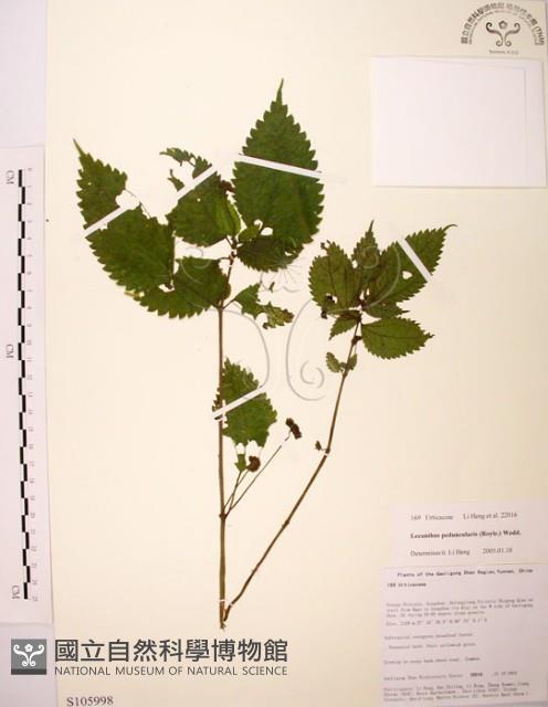 長梗盤花麻藏品圖，第1張